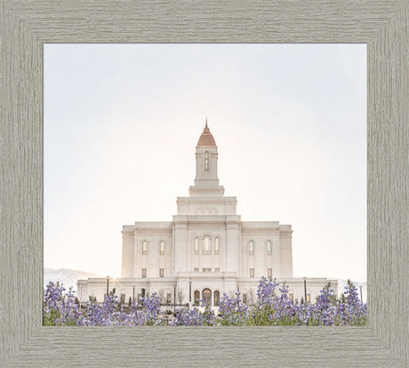 Deseret Peak Utah Temple- Mountain Lupine