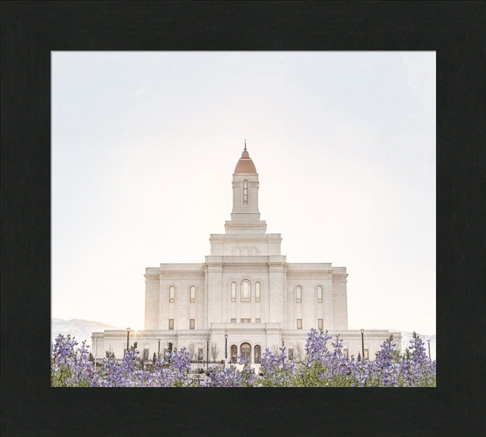 Deseret Peak Utah Temple- Mountain Lupine