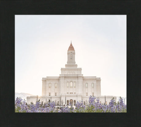 Deseret Peak Utah Temple- Mountain Lupine