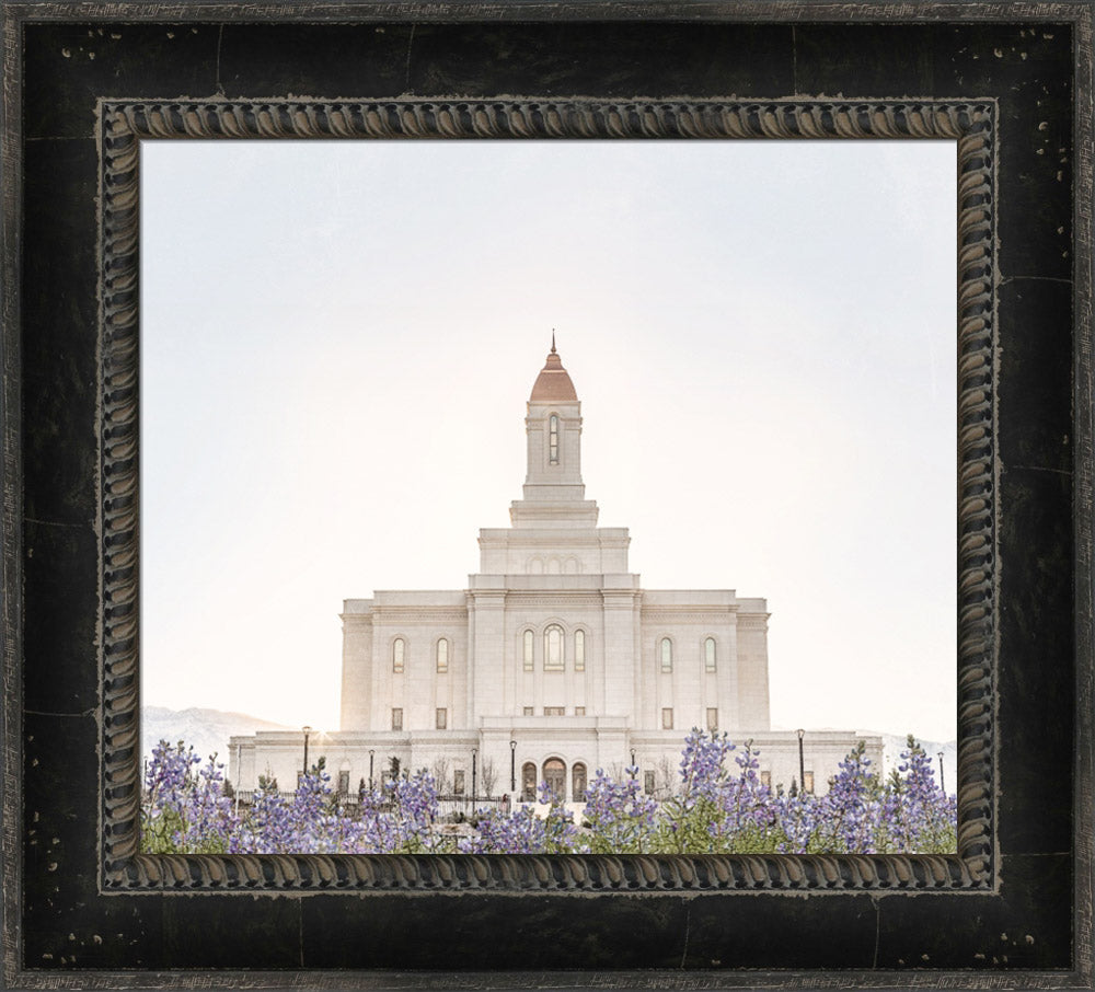 Deseret Peak Utah Temple- Mountain Lupine