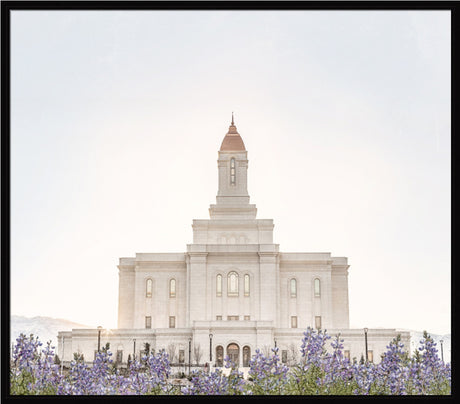 Deseret Peak Utah Temple- Mountain Lupine