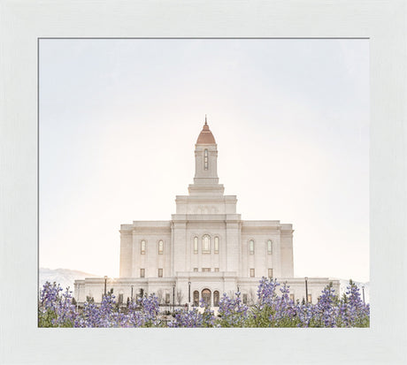 Deseret Peak Utah Temple- Mountain Lupine