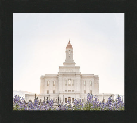 Deseret Peak Utah Temple- Mountain Lupine