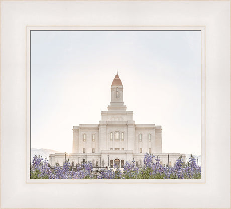 Deseret Peak Utah Temple- Mountain Lupine