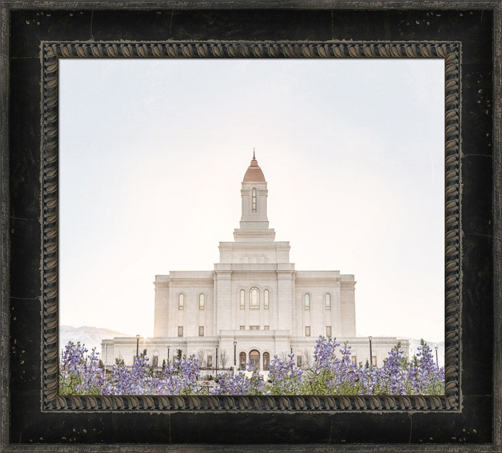 Deseret Peak Utah Temple- Mountain Lupine