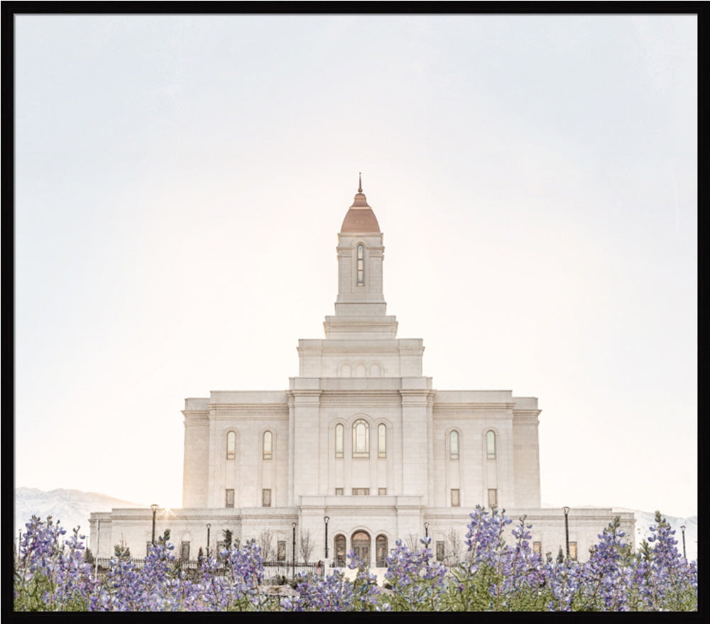 Deseret Peak Utah Temple- Mountain Lupine