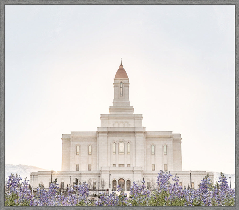 Deseret Peak Utah Temple- Mountain Lupine