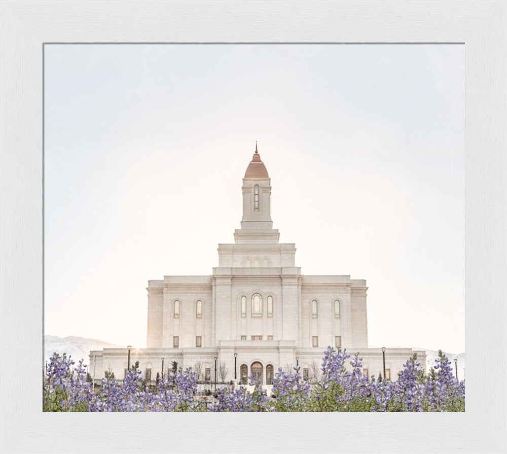 Deseret Peak Utah Temple- Mountain Lupine