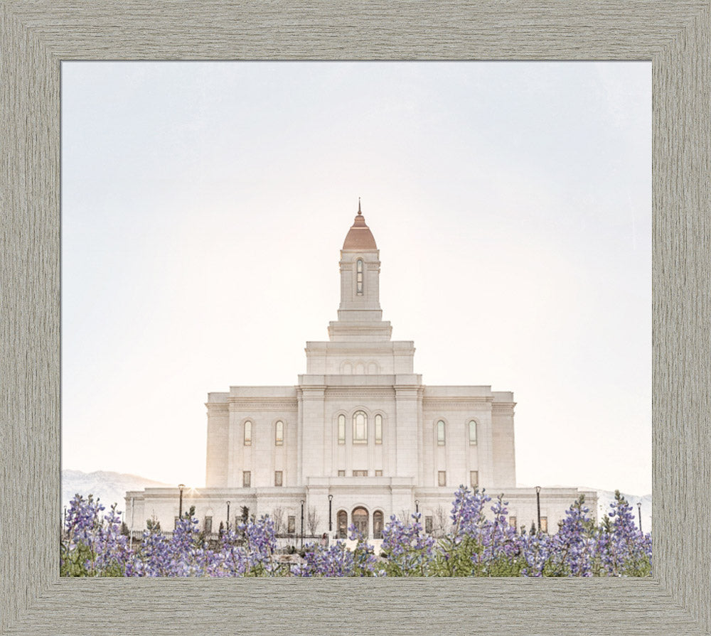Deseret Peak Utah Temple- Mountain Lupine
