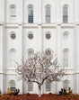 Arbor Alma