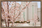 Mt Timpanogos Temple - Cherry Blossoms