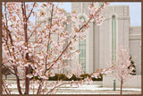 Mt Timpanogos Temple - Cherry Blossoms