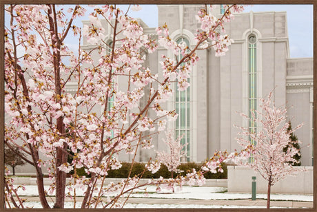 Mt Timpanogos Temple - Cherry Blossoms