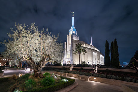 Rome Temple - Tree of Life