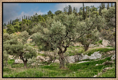 Mount of Olives