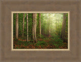 Sacred Grove