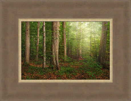Sacred Grove