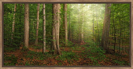 Sacred Grove