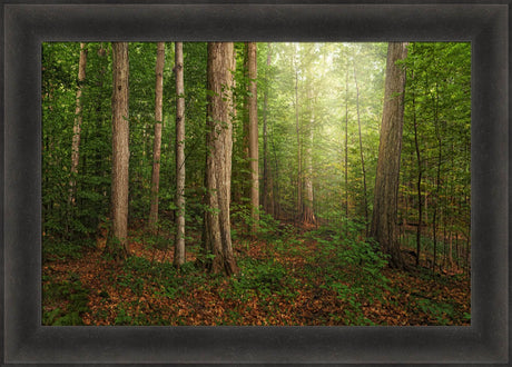 Sacred Grove