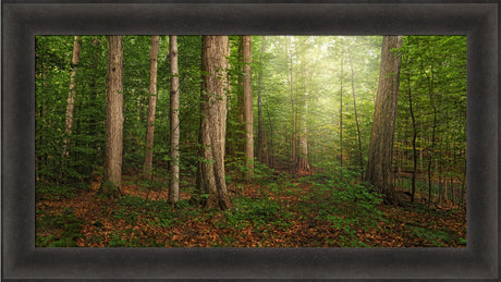 Sacred Grove