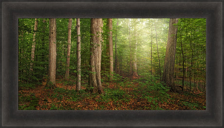 Sacred Grove - panoramic by Robert A Boyd