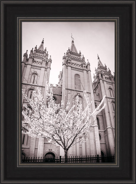 Salt Lake Temple - Flowering Tree