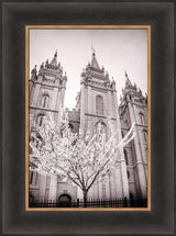 Salt Lake Temple - Flowering Tree