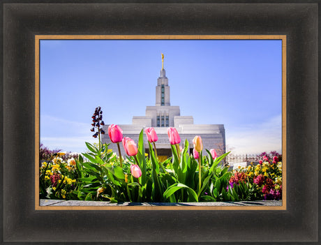 Draper Temple - Tulips