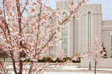 Mt Timpanogos Temple - Cherry Blossoms