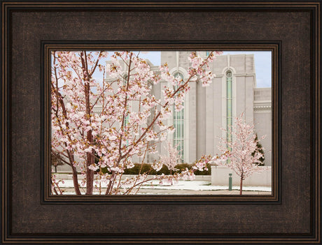Mt Timpanogos Temple - Cherry Blossoms