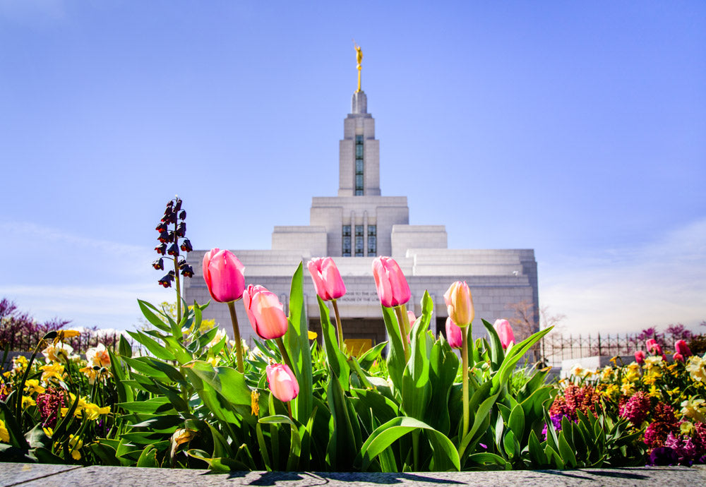 Draper Temple - Tulips