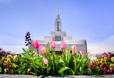 Draper Temple - Tulips