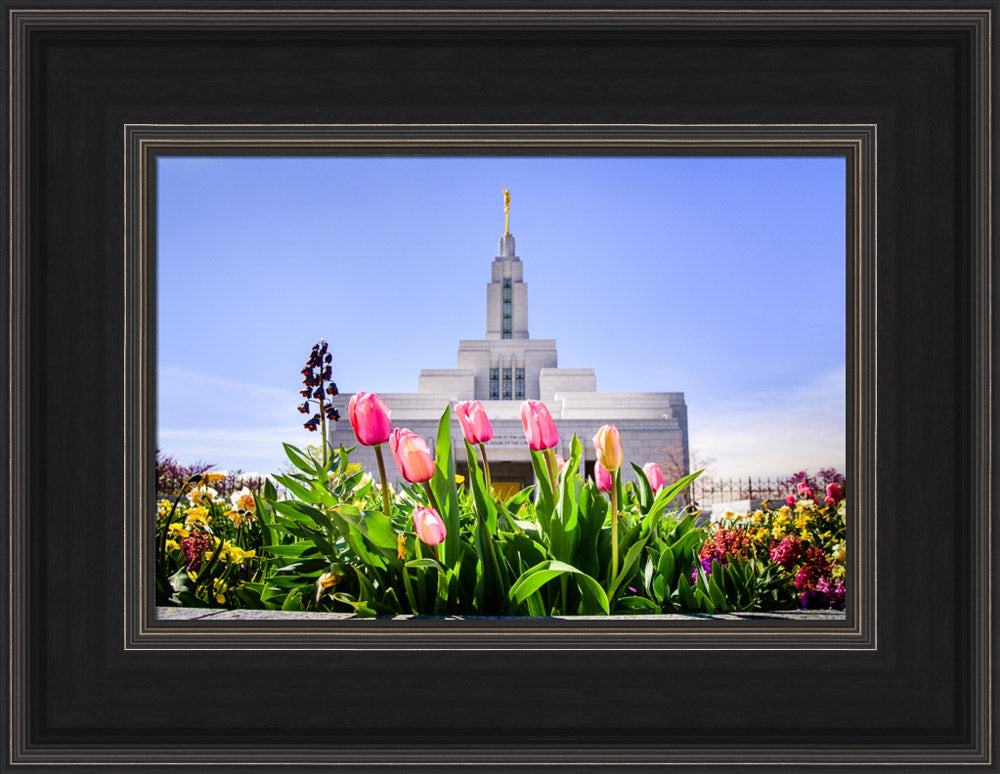 Draper Temple - Tulips