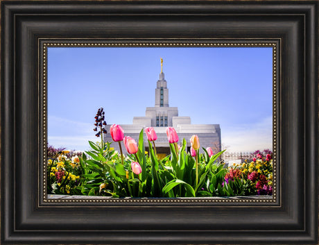 Draper Temple - Tulips