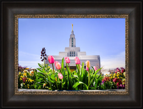 Draper Temple - Tulips