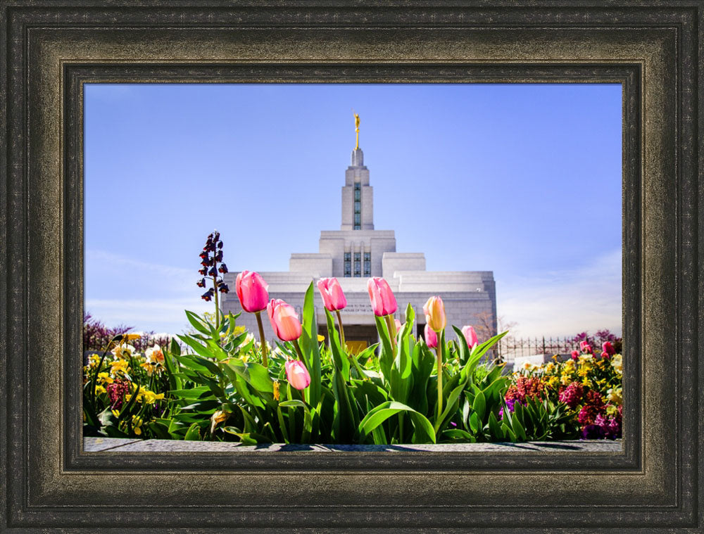 Draper Temple - Tulips