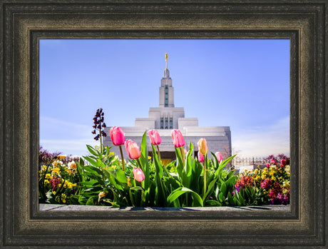 Draper Temple - Tulips