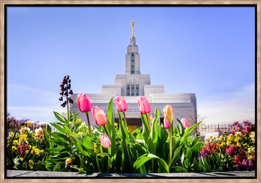 Draper Temple - Tulips