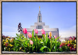 Draper Temple - Tulips