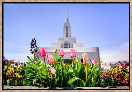 Draper Temple - Tulips