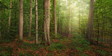 Sacred Grove - panoramic by Robert A Boyd